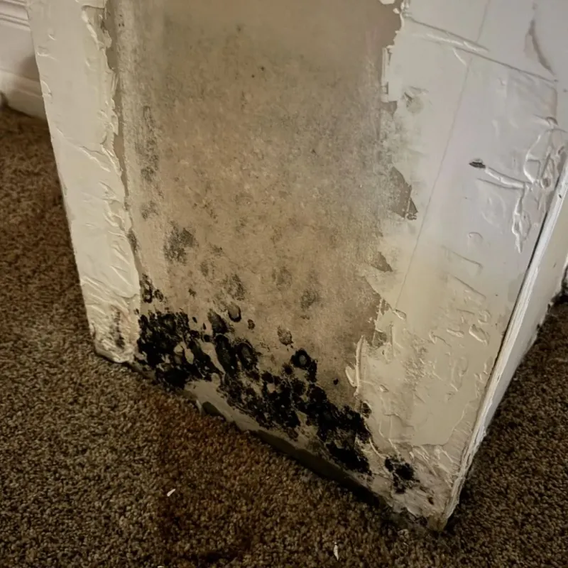 Professional Mold Removal in West Concord, MA